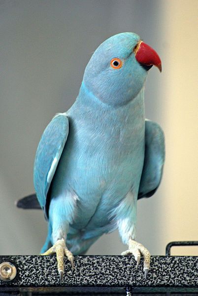 blue parrot